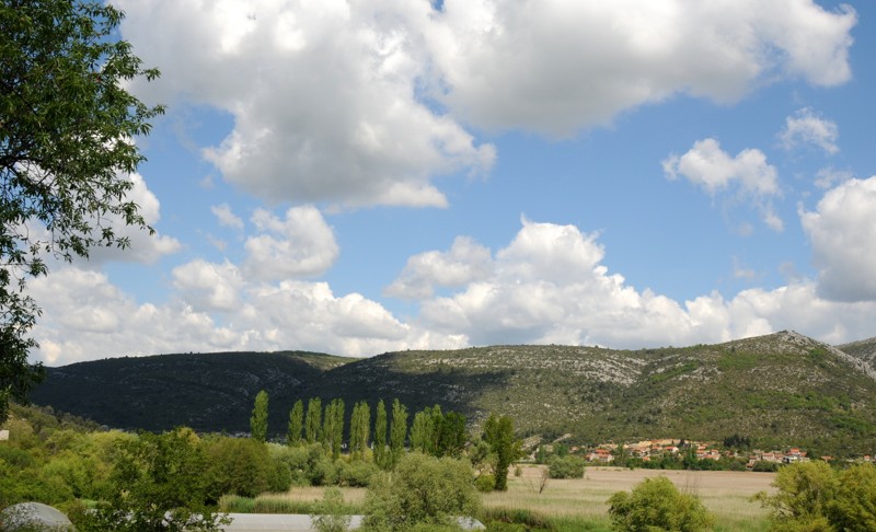 Cvjetnica (50)